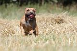 STAFFIE 113